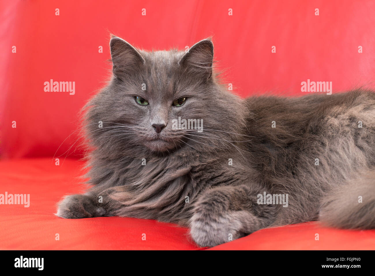 Norvegese delle Foreste sdraiato sul divano rosso, blu, gatto, Gatto di razza pura Foto Stock