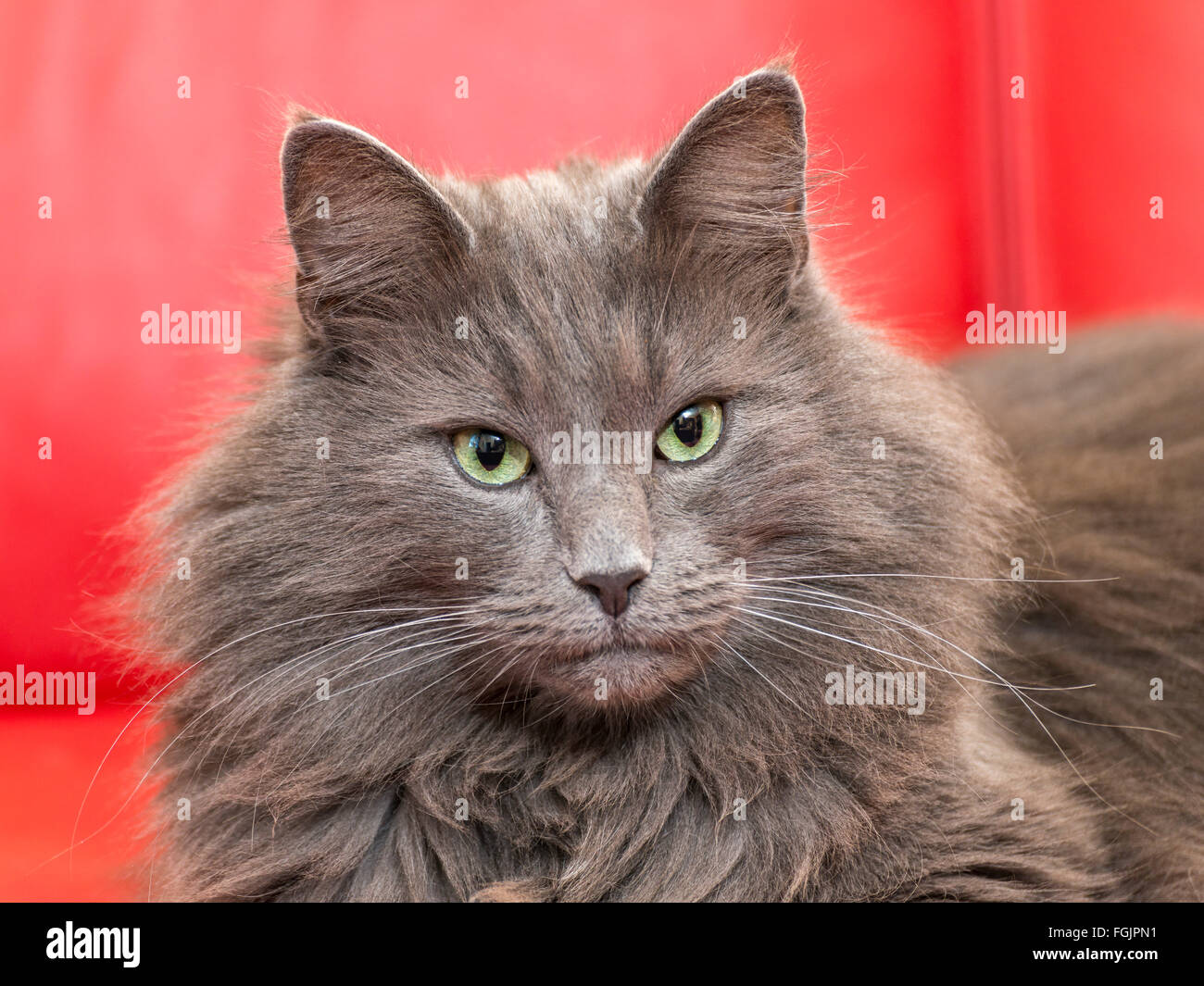 Norvegese delle Foreste, blu, Tomcat, Gatto di razza, ritratto Foto stock -  Alamy