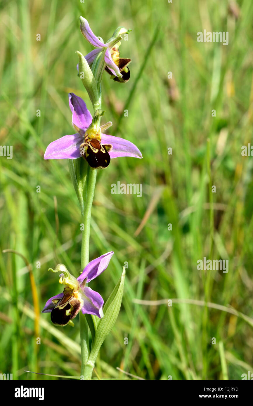 Bee orchid (Ophrys apifera). Un'orchidea in fiore in un prato inglese, nella famiglia Orchidaceae Foto Stock