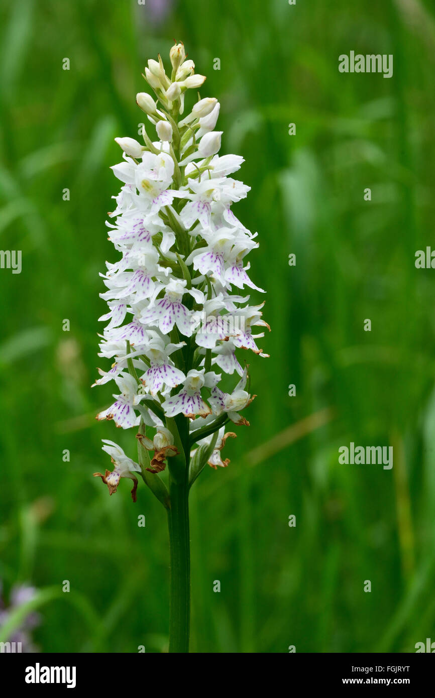 Comune di bianco macchiato (orchidea Dactylorhiza fuchsii). Un picco di fiori di orchidea in fiore in un prato inglese Foto Stock