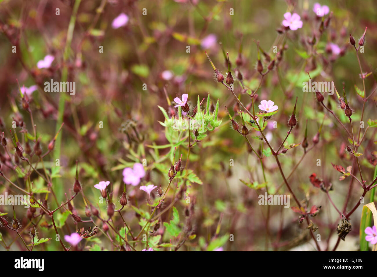 Herb Robert (Geranium robertianum). Un patch di Geraniaceae con fiori di colore rosa che mostra gli steli rosso Foto Stock