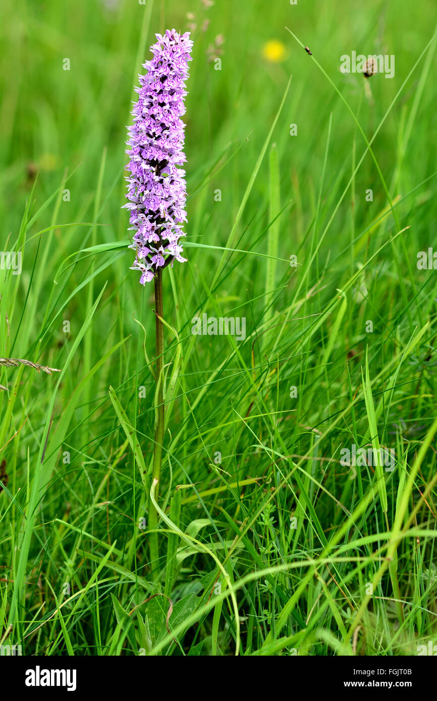 Avvistato comune (orchidea Dactylorhiza fuchsii). Un fiore spike di un'orchidea in un prato inglese, nella famiglia Orchidaceae Foto Stock