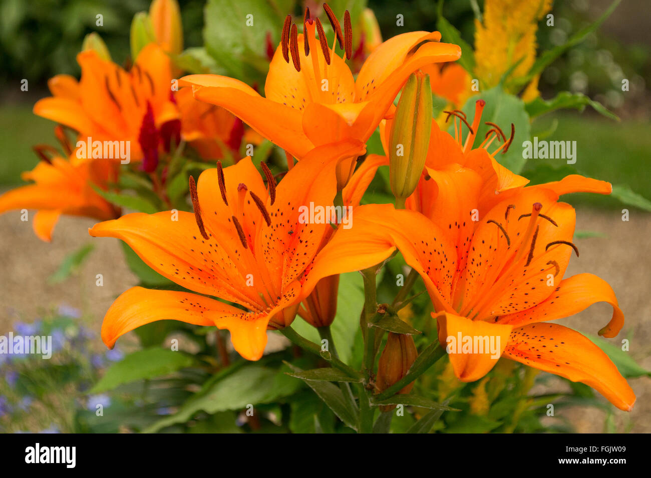 Gigli arancioni Foto Stock