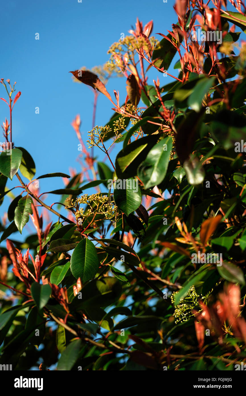 Photinia fraseri Red Robin Foto Stock