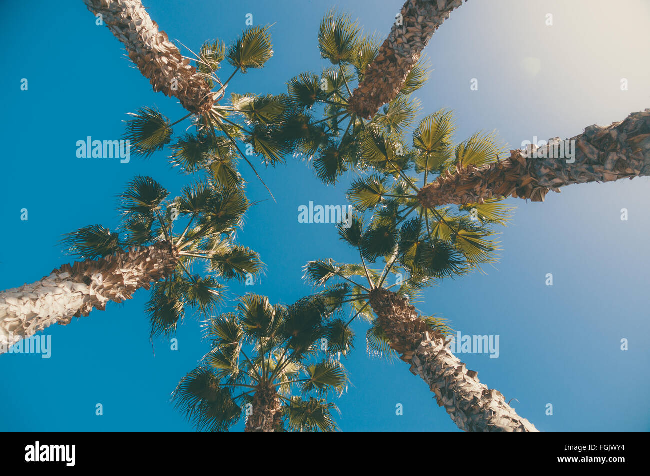 Cinque alberi di palma contro il cielo blu con la sunflare, vista dal basso, tonica immagine Foto Stock