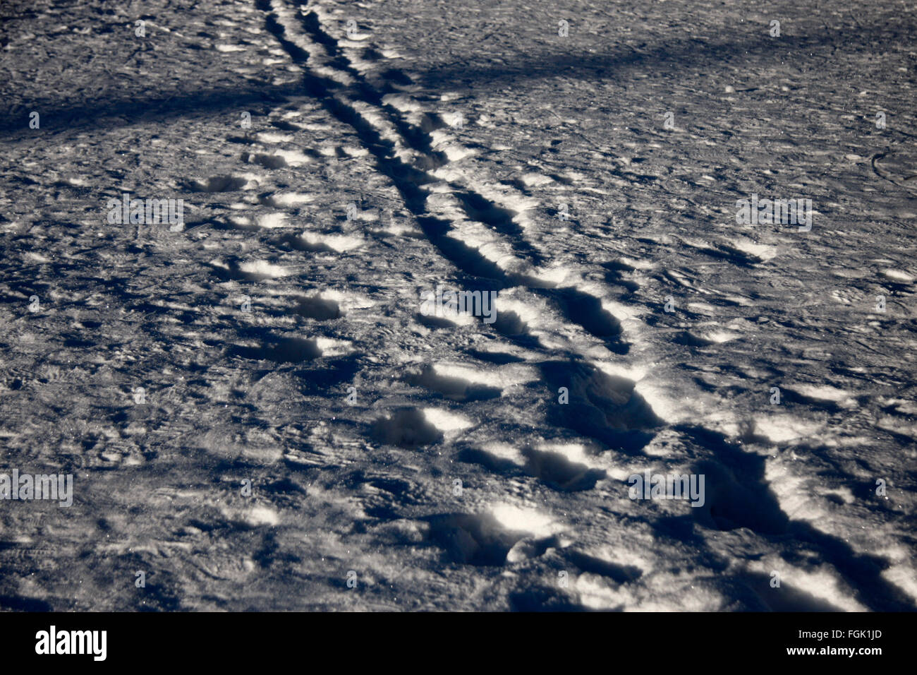 Spuren im Schnee, Winterlandschaft, Harz. Foto Stock