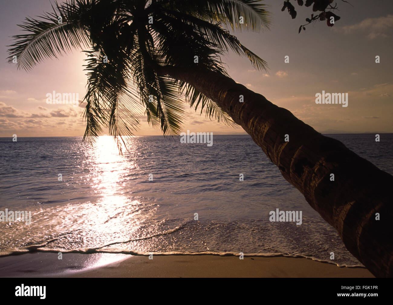 Una noce di cocco Palm tree piegata sopra l'acqua su una spiaggia sulla costa del Pacifico di Costa Rica Foto Stock