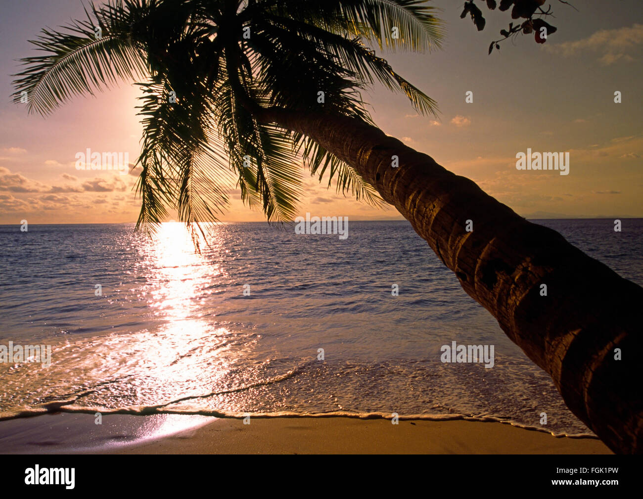 Una noce di cocco Palm tree piegata sopra l'acqua su una spiaggia sulla costa del Pacifico di Costa Rica Foto Stock