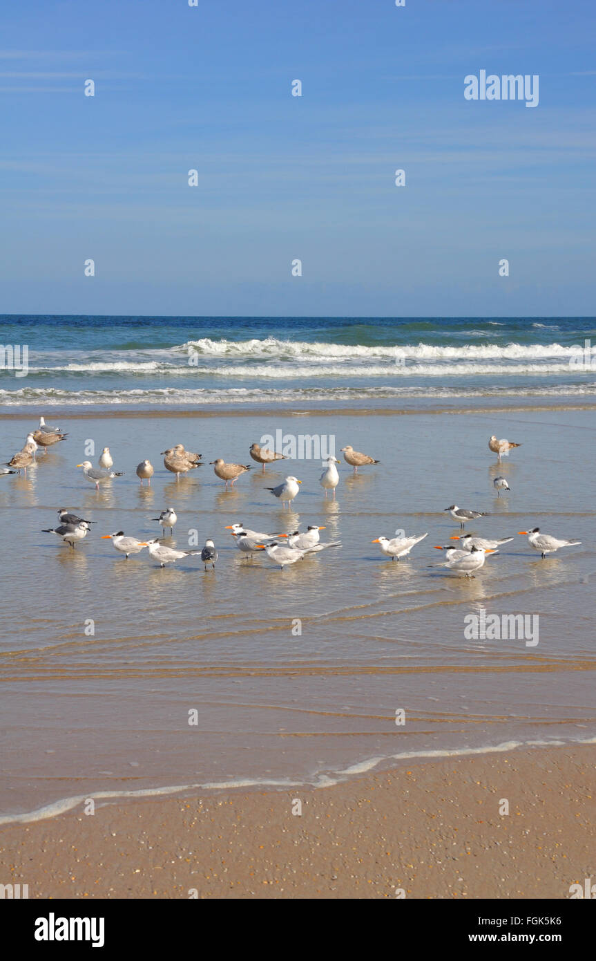 Gli uccelli in ocean shore, Florida, Stati Uniti d'America Foto Stock