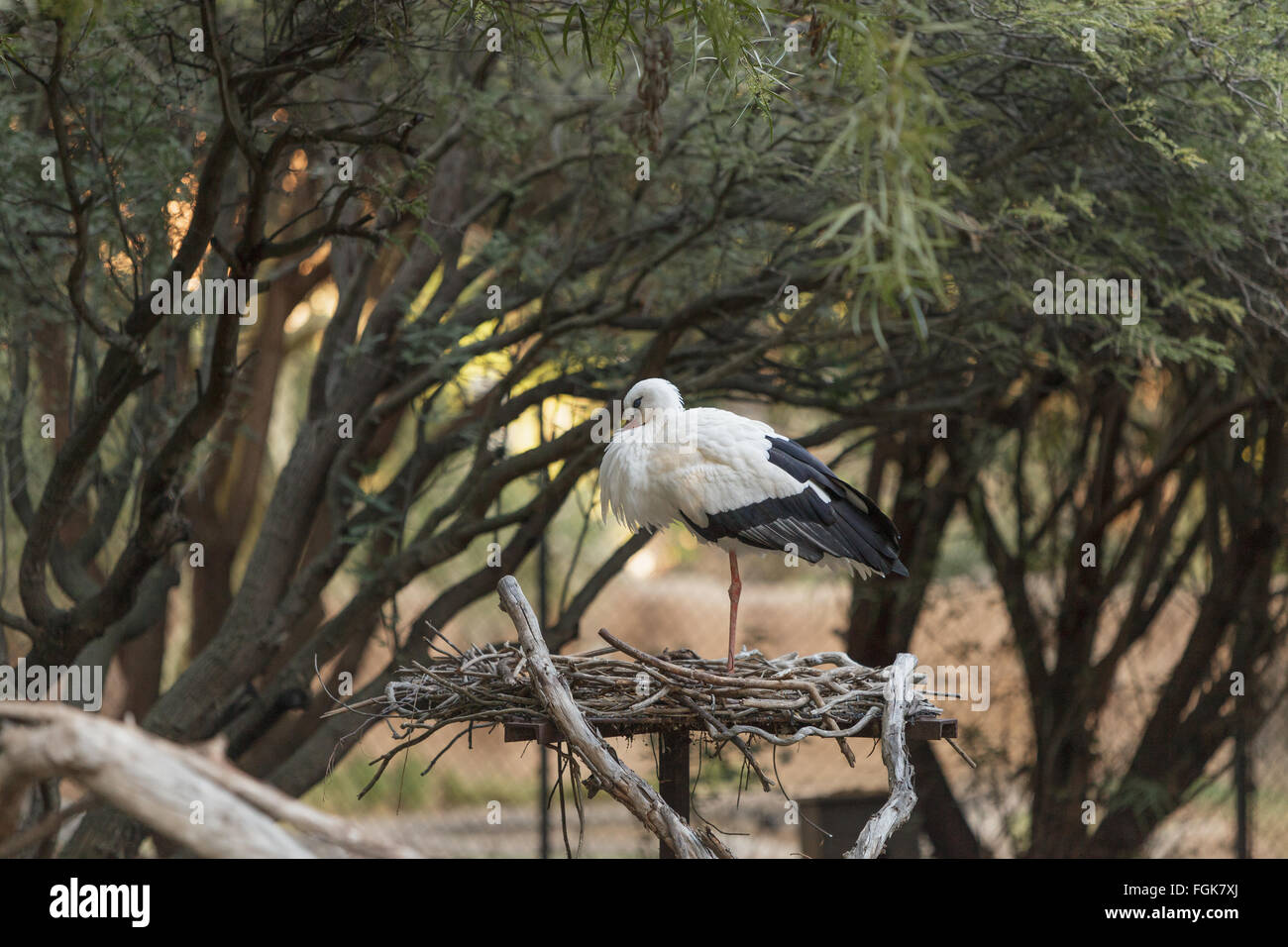 Unione cicogna bianca, Ciconia ciconia, è un uccello trovati in Africa e il subcontinente indiano. Foto Stock