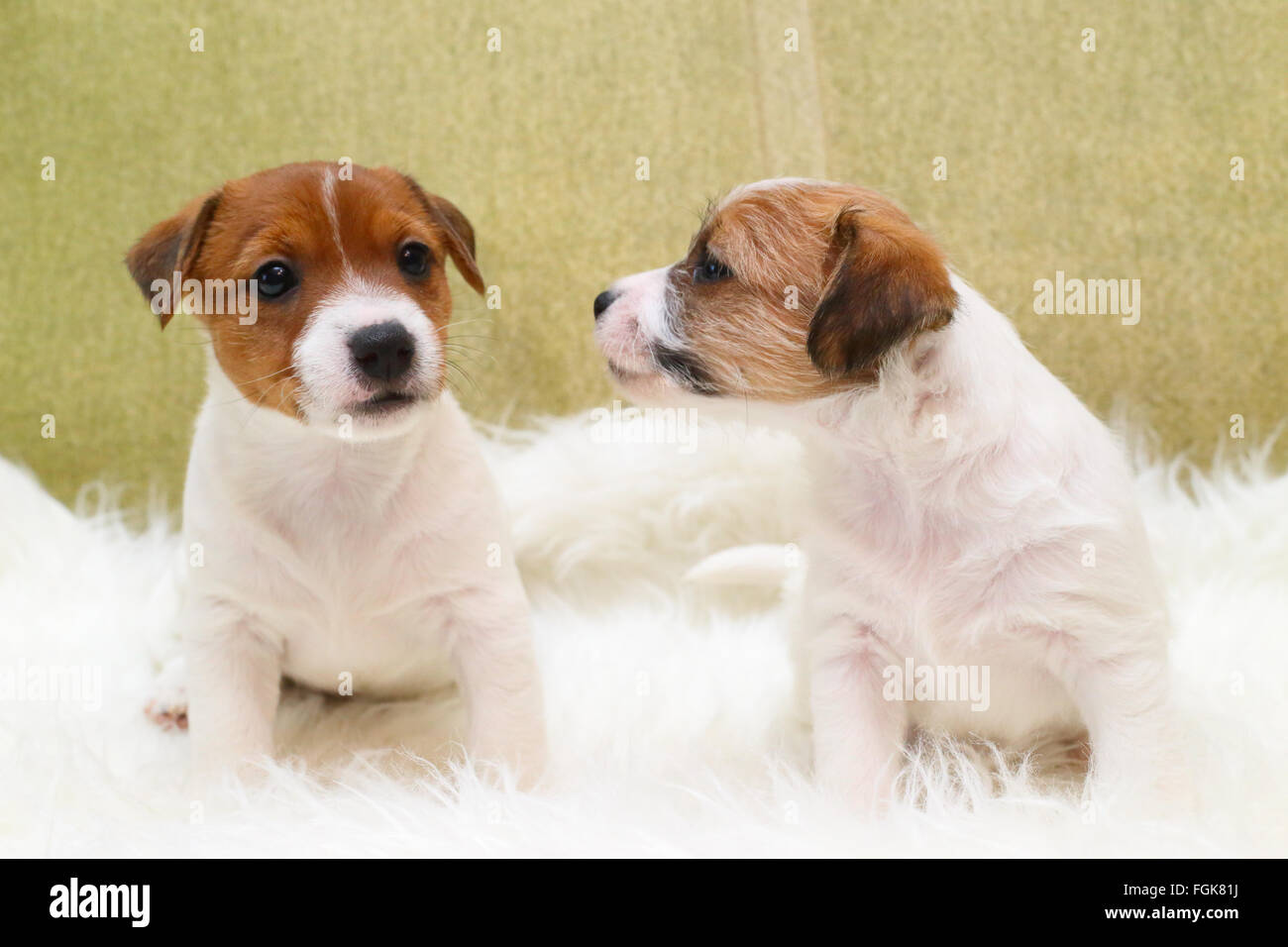 Due cucciolo jack russell terrier Foto Stock