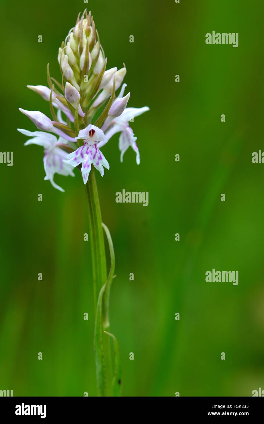 Avvistato comune (orchidea Dactylorhiza fuchsii). Un fiore spike di un'orchidea in un prato inglese con pattern in grassetto su petali Foto Stock