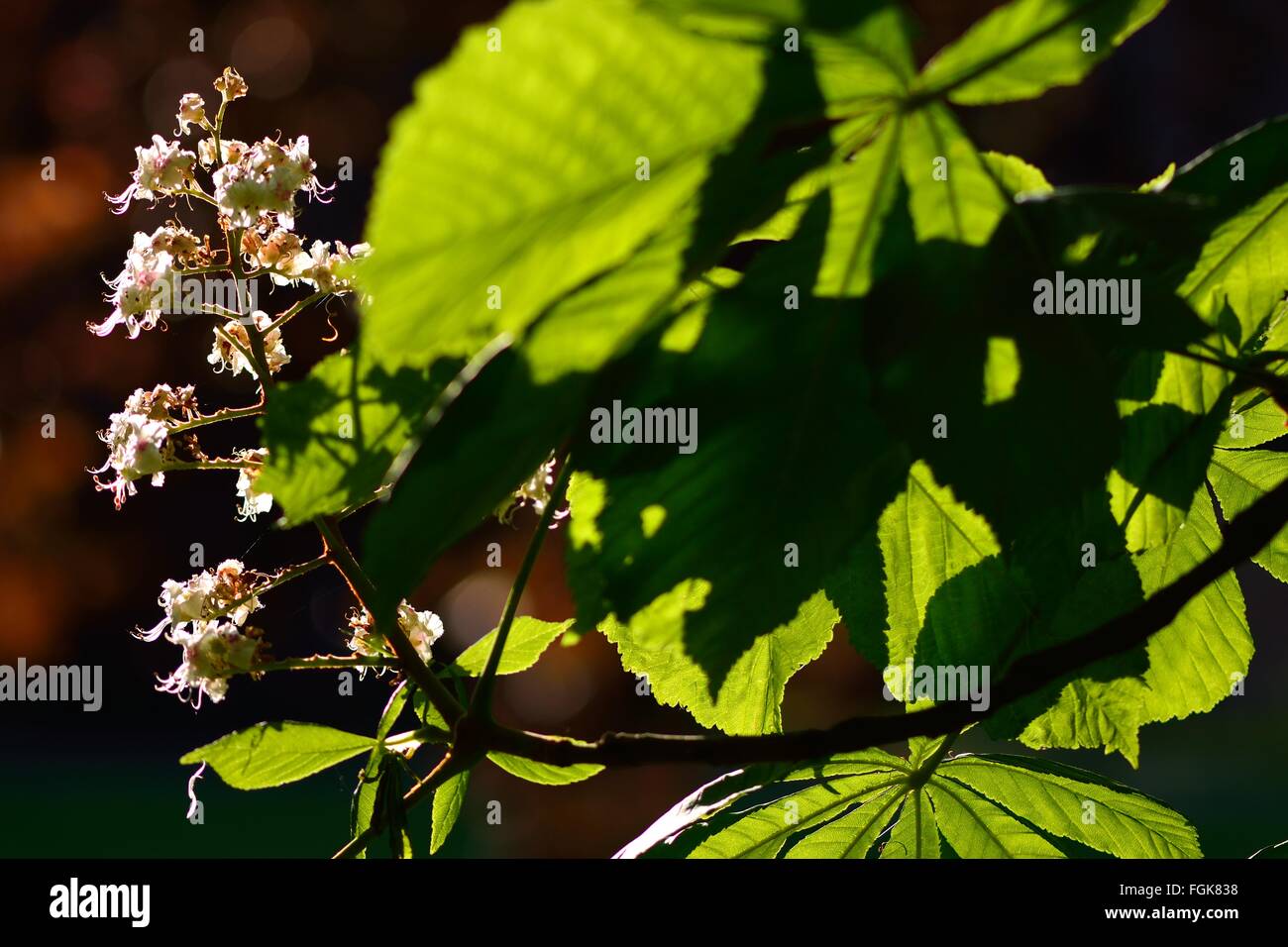 Ippocastano (Aesculus hippocastanum). Fiore con retroilluminazione di questo albero nella famiglia Sapindaceae, retroilluminazione dal sole Foto Stock