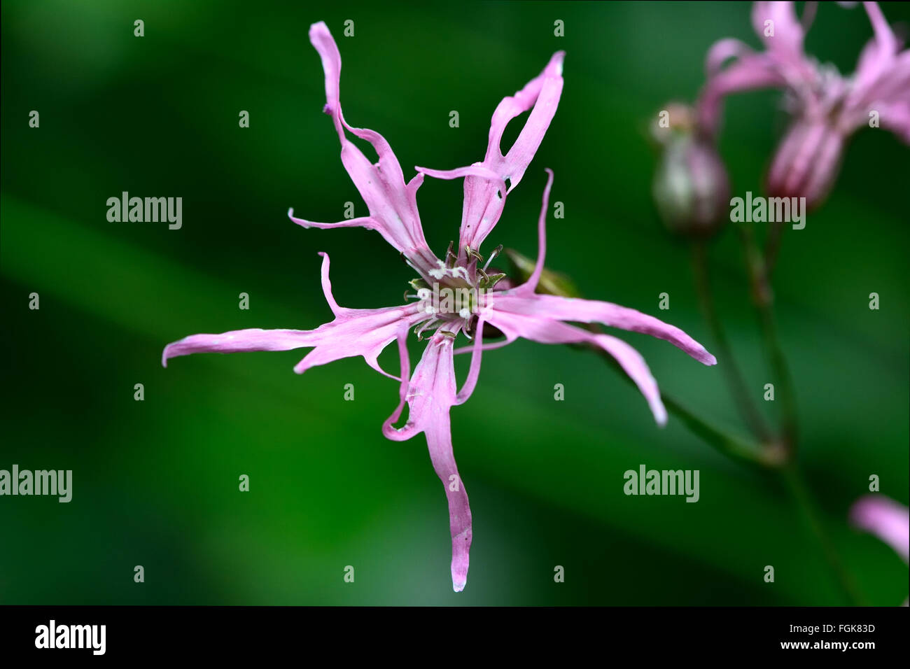 Ragged Robin (Lychnis flos-cuculi) fiore. Fiore rosa nella famiglia Caryophyllaceae, con strani petali incompleta Foto Stock