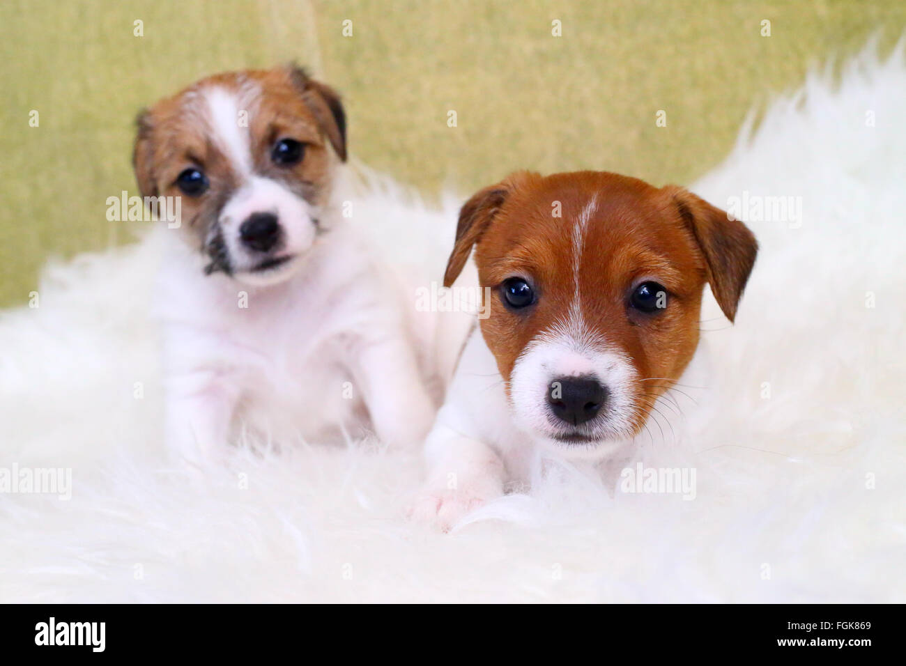Due cucciolo jack russell terrier Foto Stock