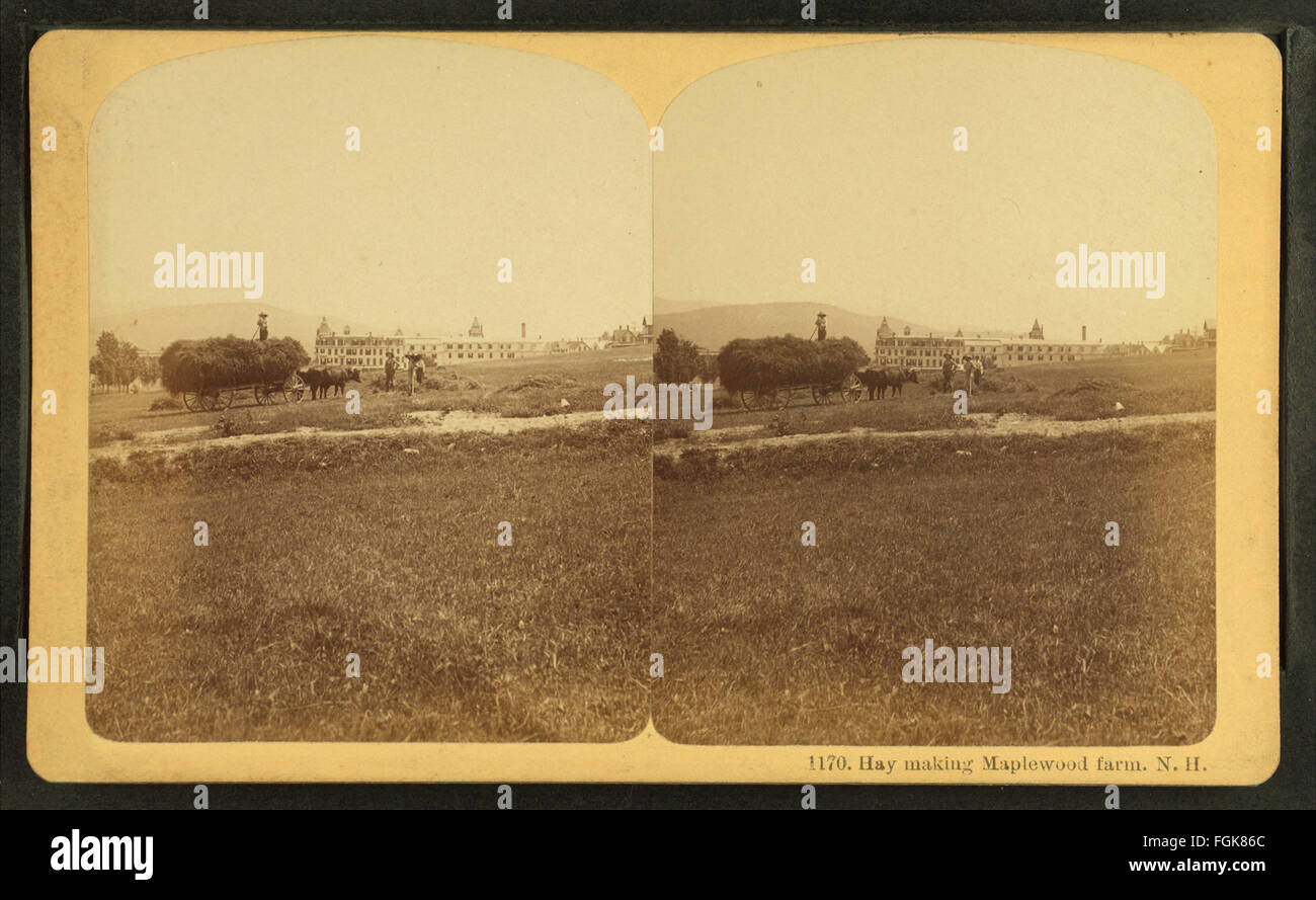 Fienagione Maplewood Farm, N.H, da Robert N. Dennis raccolta di vista stereoscopica Foto Stock