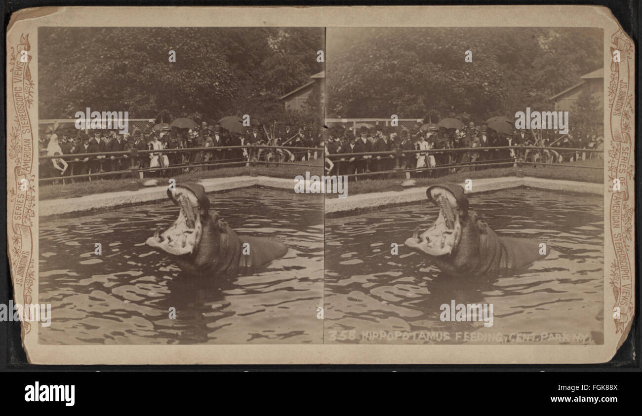 Ippopotamo alimentazione, Central Park, N.Y, da Robert N. Dennis raccolta di vista stereoscopica Foto Stock