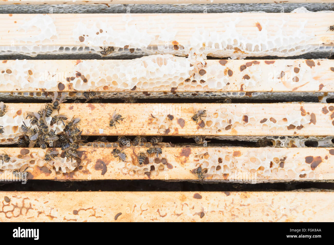 Dead honeybee colony all'interno di alveare dove l'acqua piovana è penetrata l'alveare (i fotogrammi che sono di un colore più scuro sono umida) Foto Stock