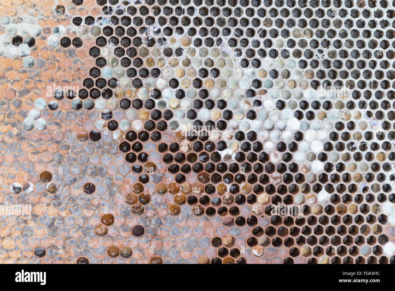 Telaio di alveare morto da honeybee colony all'interno di alveare dove l'acqua piovana è penetrata l'alveare durante il periodo invernale Foto Stock