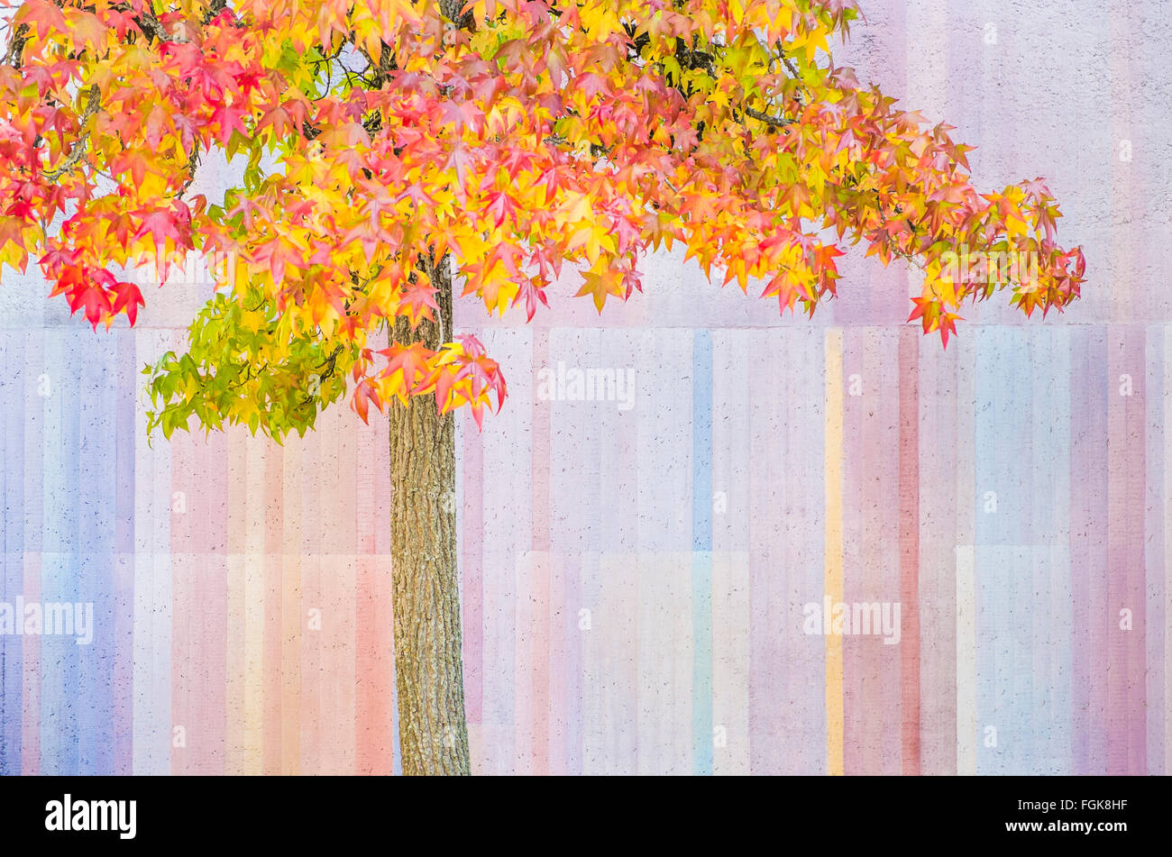 Cuscinetto albero di foglie di autunno nella parte anteriore del pastello parete colorata Foto Stock
