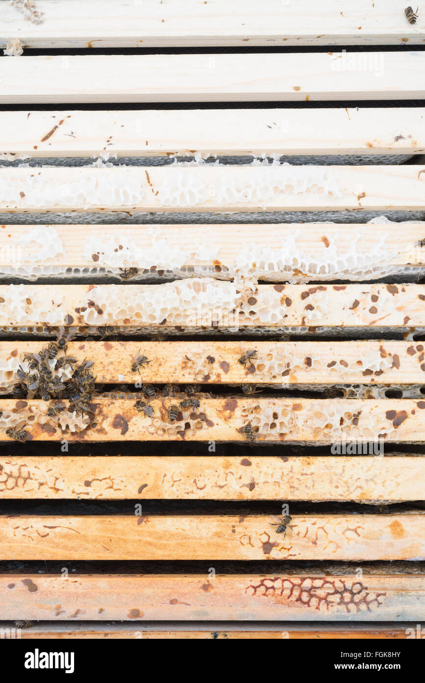 Dead honeybee colony all'interno di alveare dove l'acqua piovana è penetrata l'alveare (i fotogrammi che sono di un colore più scuro sono umida) Foto Stock