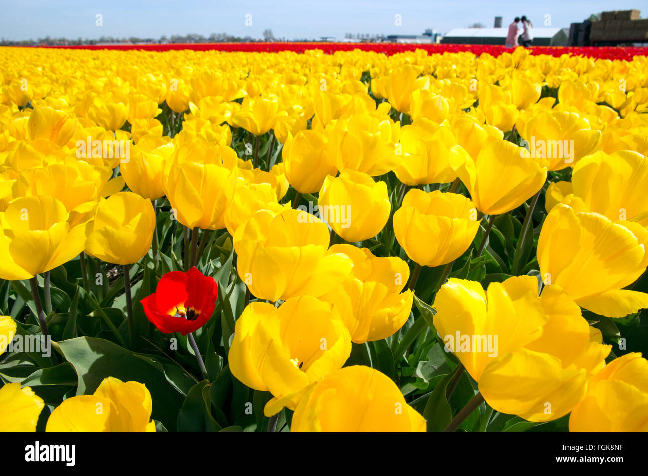 Tulipano giallo campo in Olanda Foto Stock