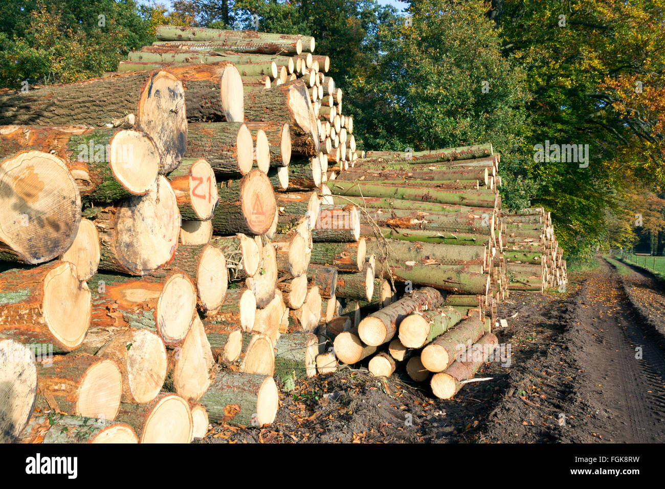 Tronchi di legno in una foresta Foto Stock