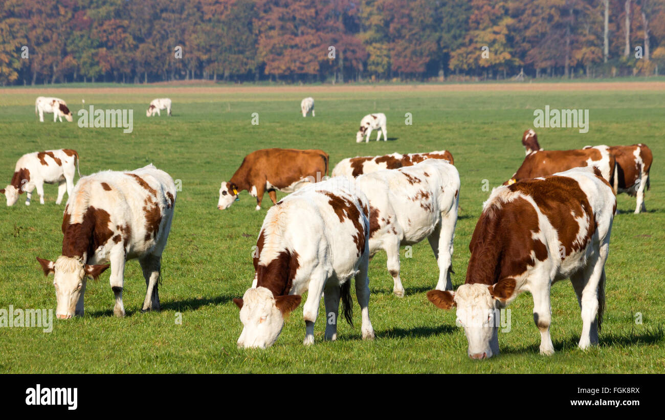 Rosso e bianco vacche Holstein su terreno coltivato in Olanda Foto Stock