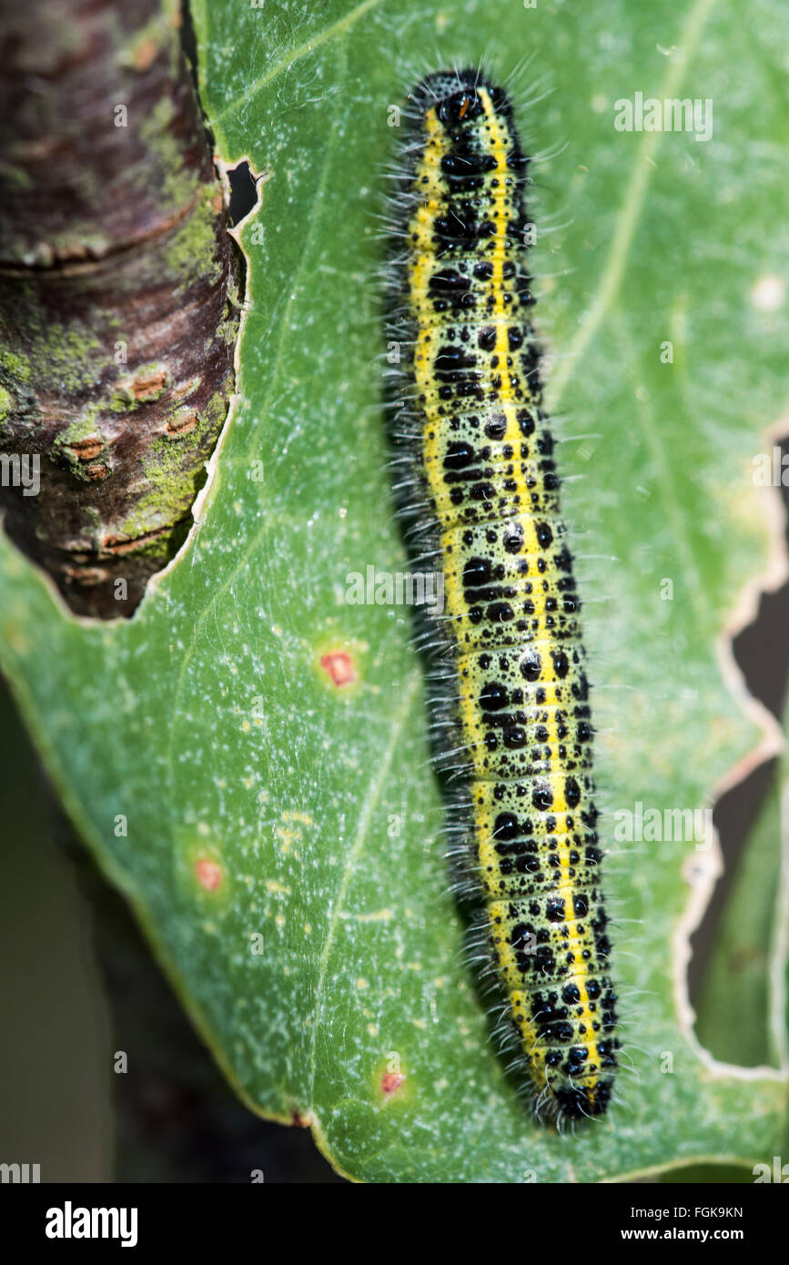 Large White Butterfly caterpillar. Foto Stock