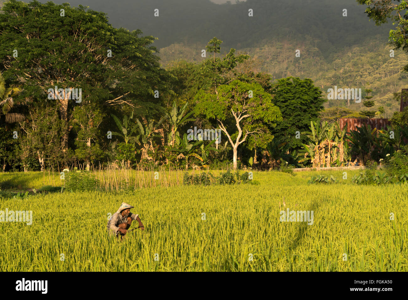 Agricoltore in un campo di riso in Moni, Flores, Indonesia, Asia Foto Stock