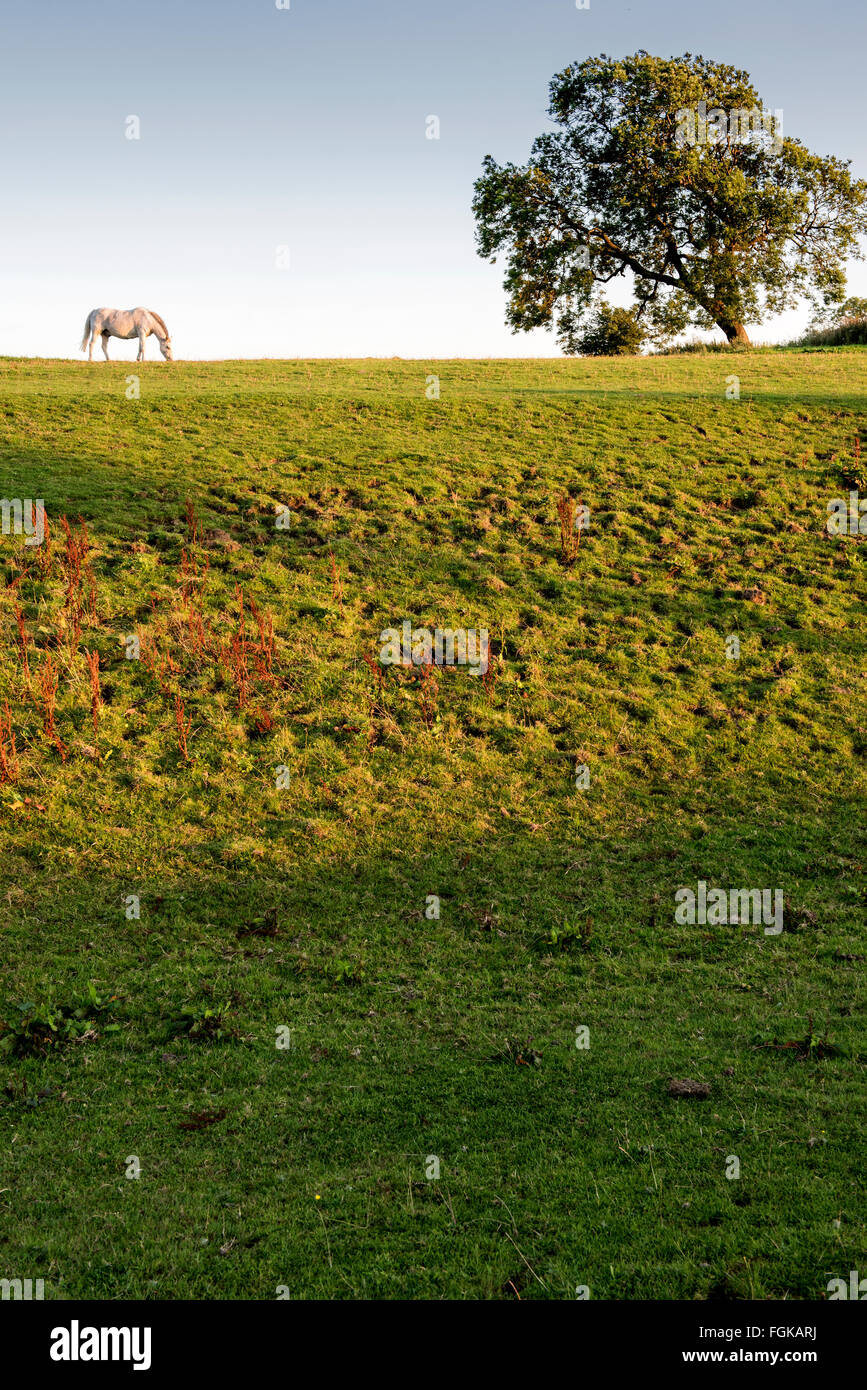 Cavallo bianco al di sopra del Antonine Wall che era un tappeto erboso , fortificazione costruita dai Romani in tutta la Scozia, Castlecary sezione. Foto Stock