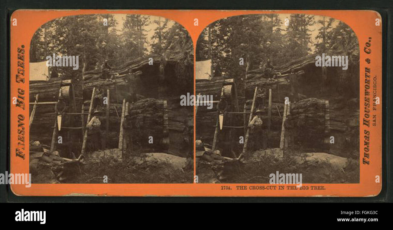 Una fotografia di Thomas Houseworth & Co. Che mostra il taglio trasversale in un grande albero, sottolineando la scala dell'albero e la sua caratteristica unica. Foto Stock
