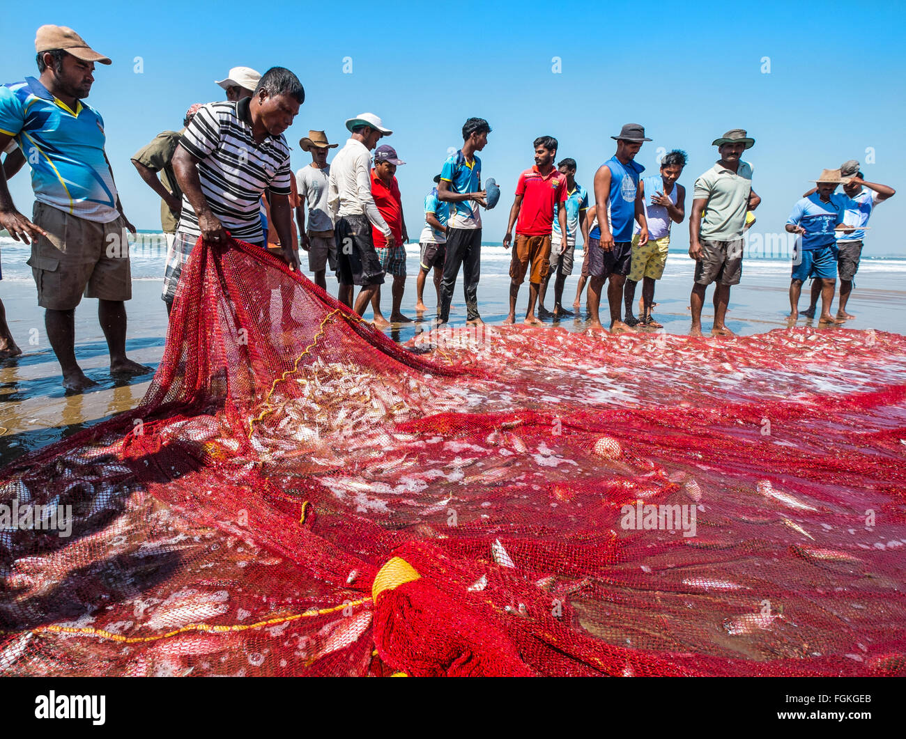 Sondaggio di pescatori le loro catture dopo il traino del net su una spiaggia in Maharashtra, India Foto Stock