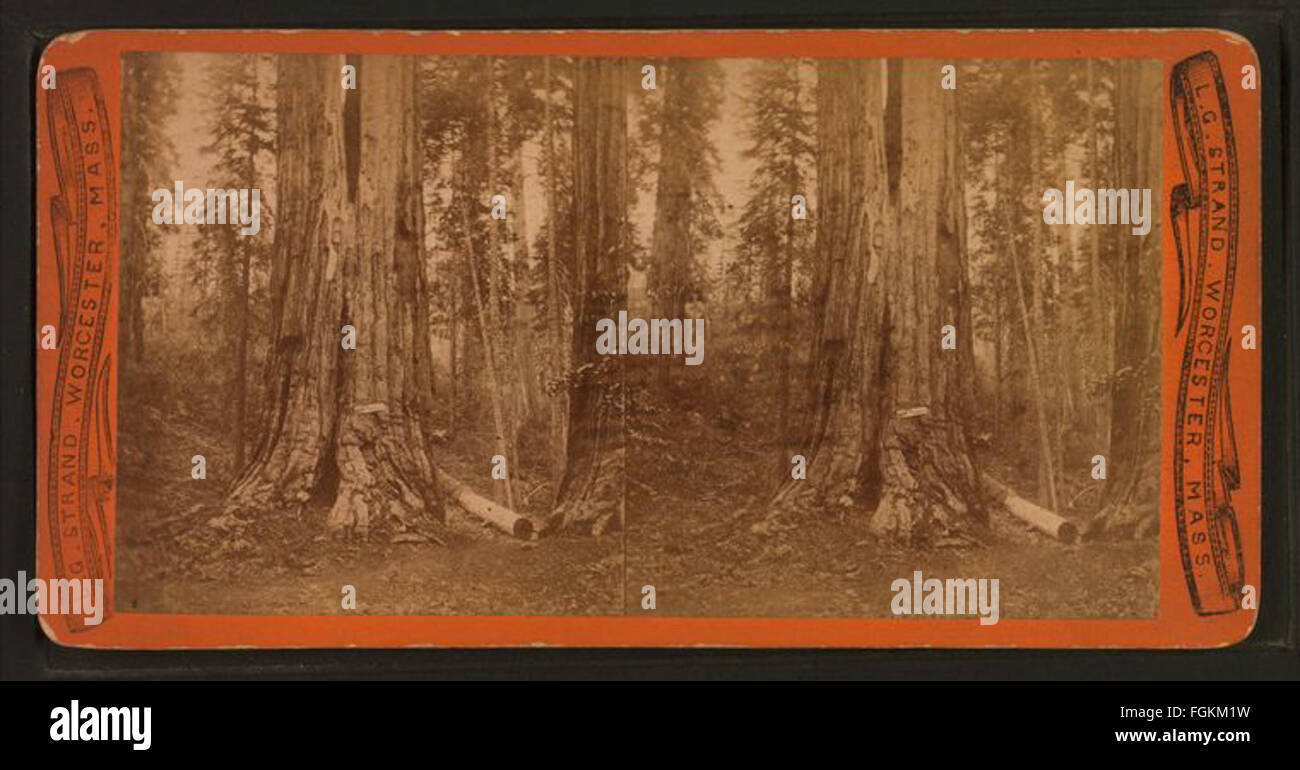 Questa fotografia vintage di L. G. Strand mostra un grande albero in un paesaggio naturale, catturando la maestosità e le dimensioni dell'albero all'interno del suo ambiente. L'immagine è un ottimo esempio di tecniche fotografiche utilizzate per rappresentare la natura nella sua forma grezza. Foto Stock