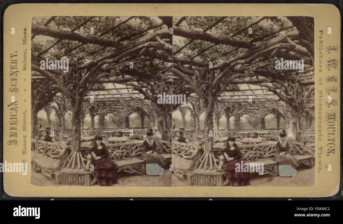 Vite placcati arbor, Central Park, N.Y. (Colorata a mano in vista interna.), da Robert N. Dennis raccolta di vista stereoscopica Foto Stock