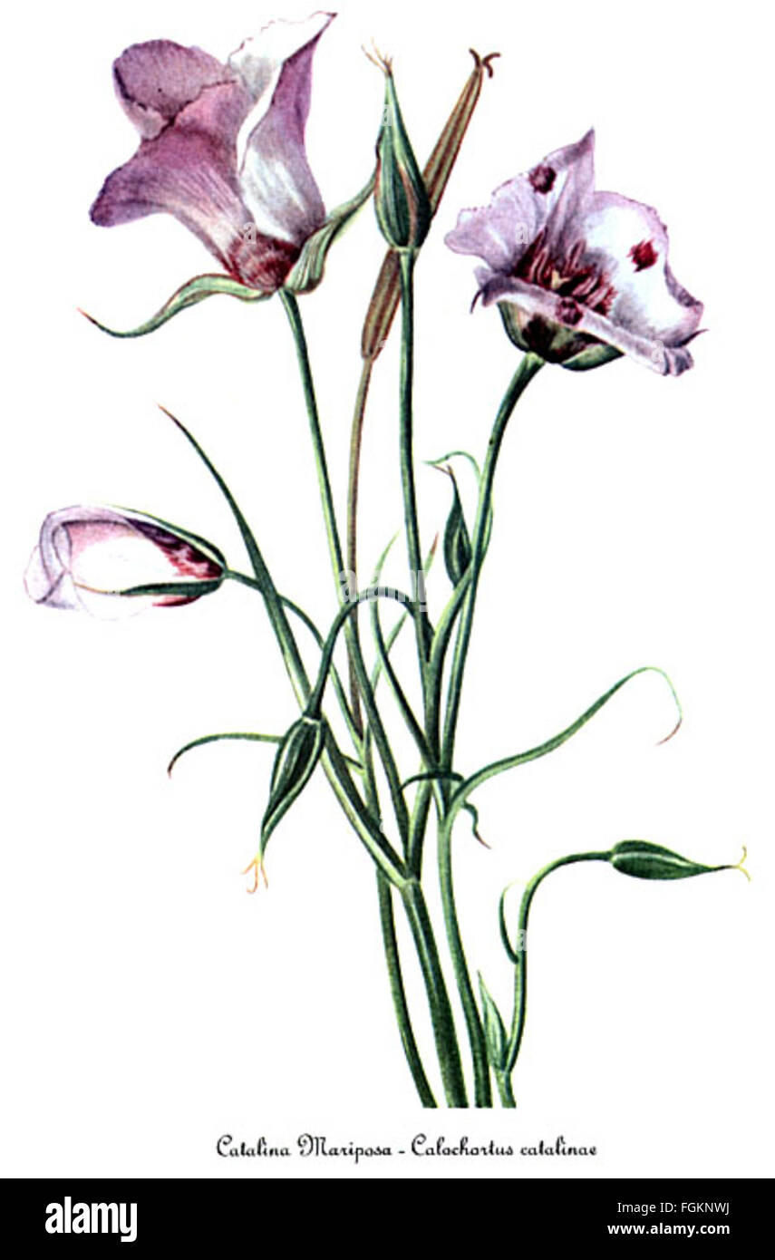 Calochortus catalinae, da Maria Vaux Walcott Foto Stock