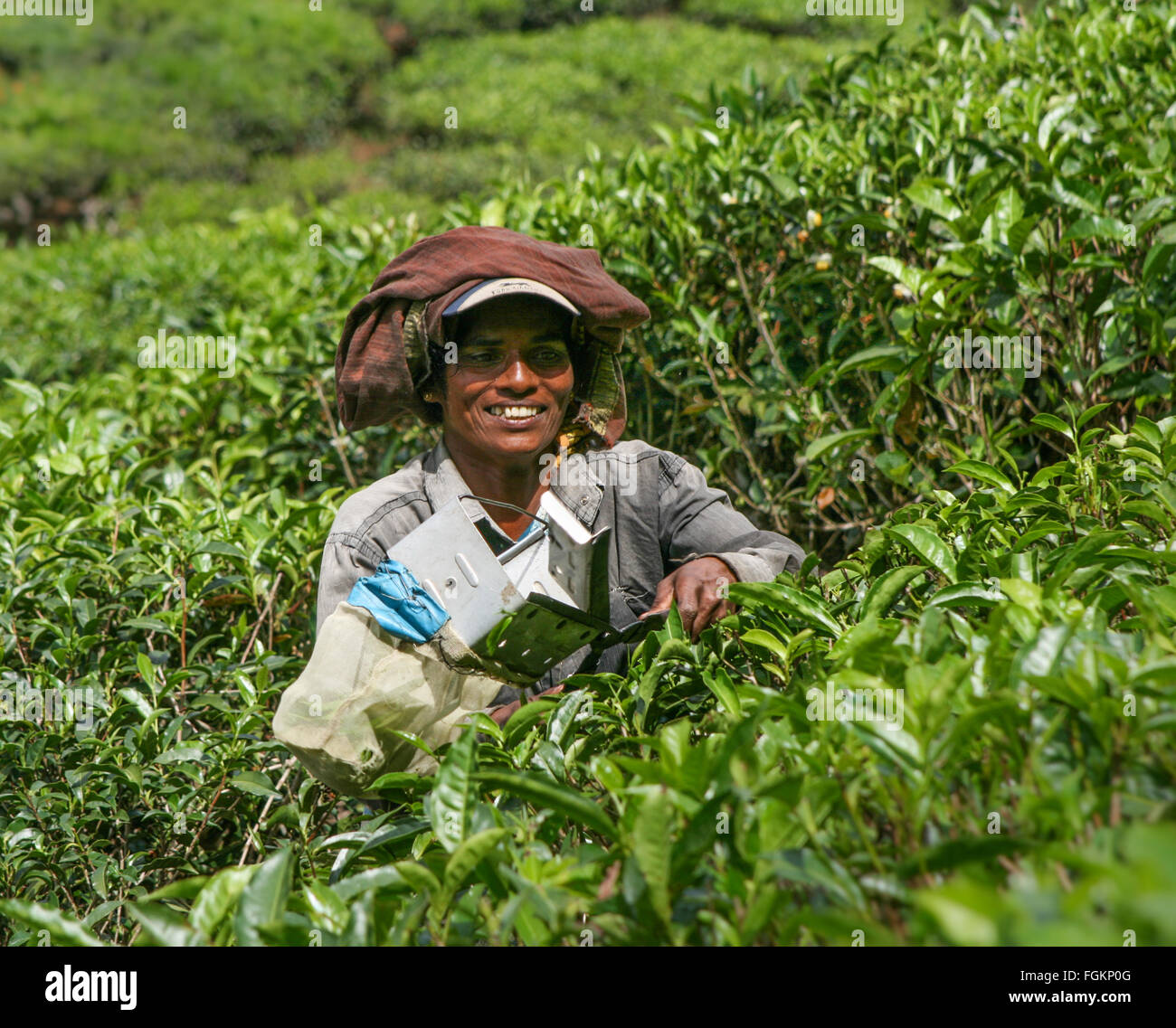 Una donna semovente di raccolta e la raccolta di foglie di tè in un campo di collina la piantagione di tè in India Foto Stock