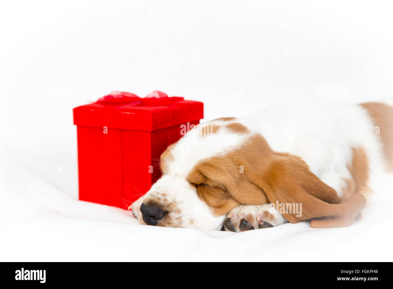 Otto settimane vecchio Basset Hound cucciolo dormire con una confezione  regalo rossa su sfondo bianco Foto stock - Alamy