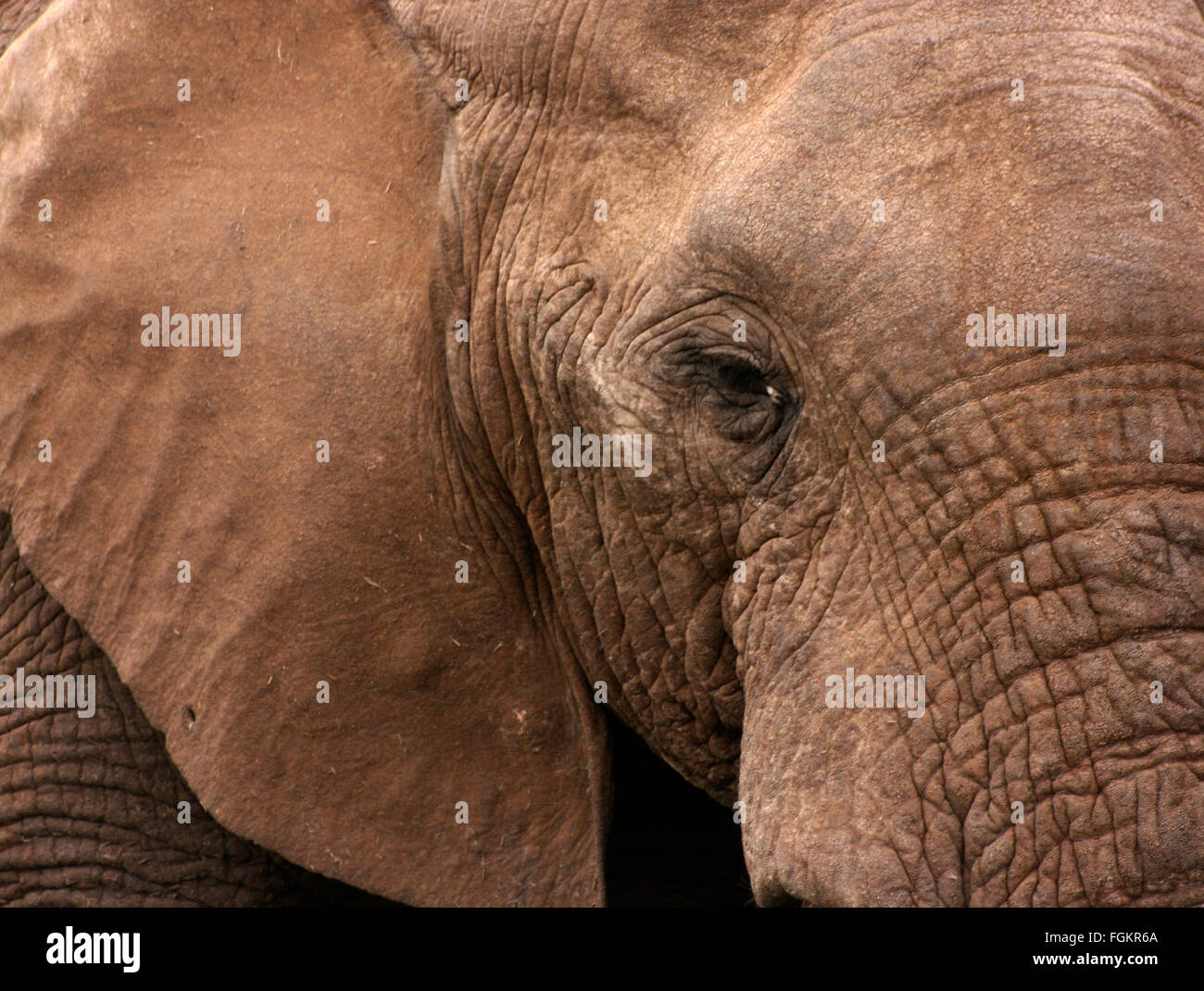 Close-up di elefante africano (Loxodonta africana), Addo Elephant National Park, Sud Africa e Africa Foto Stock