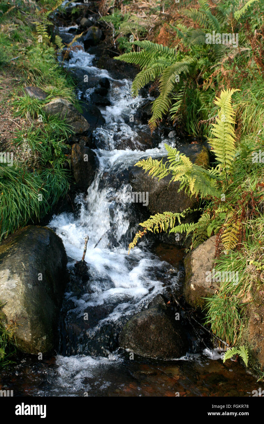 Un flusso di bosco cascate sulle rocce nelle Highlands Scozzesi. Foto Stock