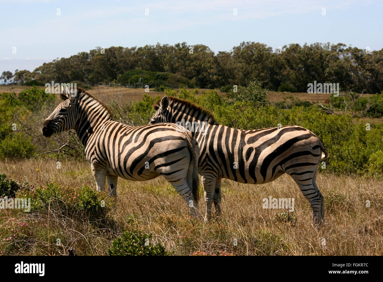 Due zebre nella boccola ad Addo Elephant National Park, Sud Africa Foto Stock