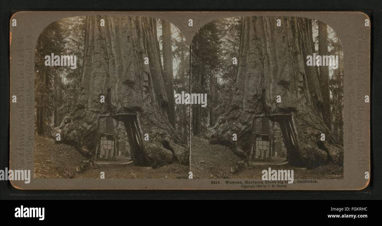 Wawona, Mariposa Grove grandi alberi, California, dalle tombe, C. H. (Carleton H.), d. 1943 Foto Stock