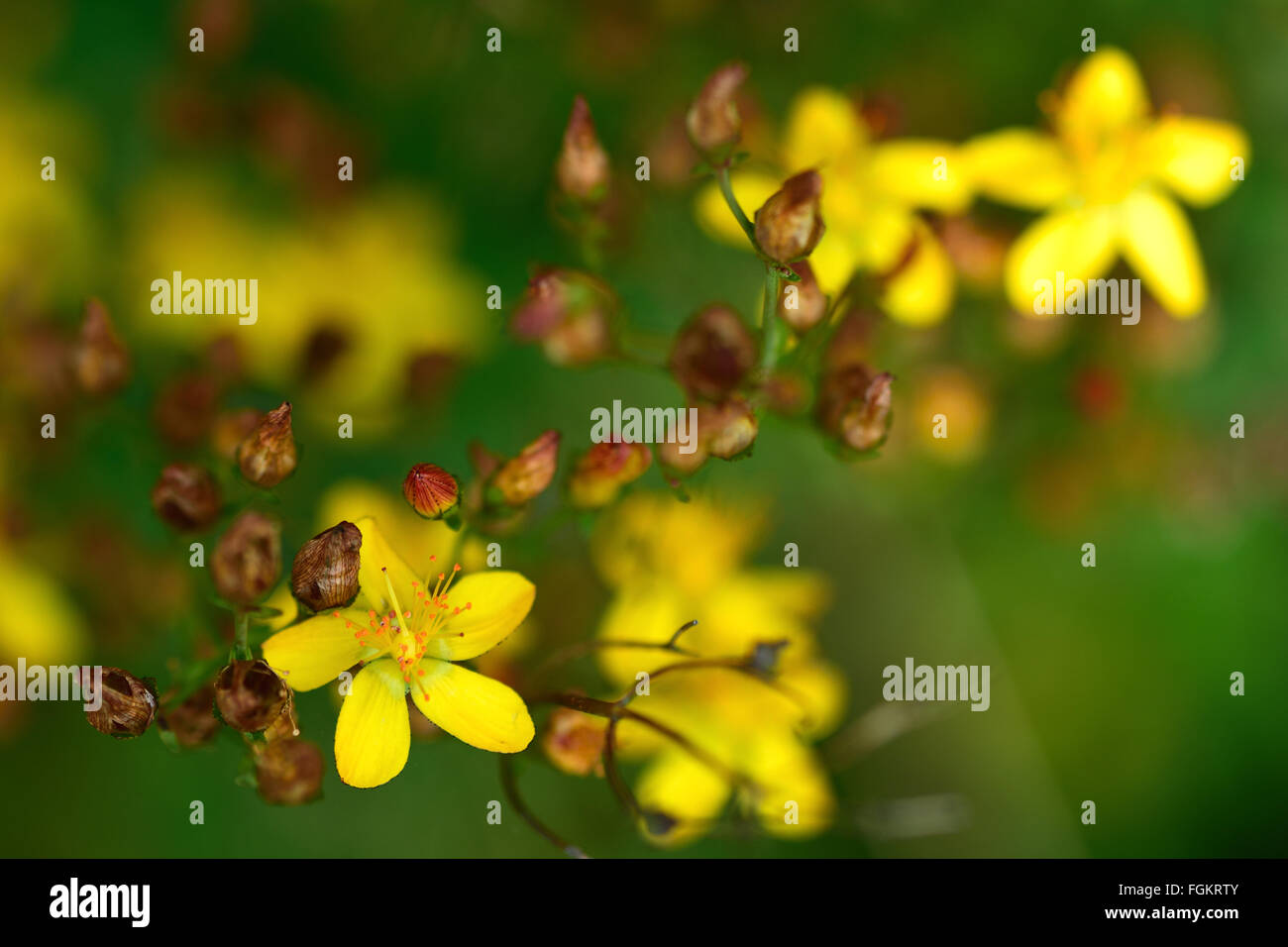 Slanciato di San Giovanni-wort (Hypericum pulchrum). Un fiore giallo di un impianto nella famiglia Hypericaceae, crescendo in un prato Foto Stock