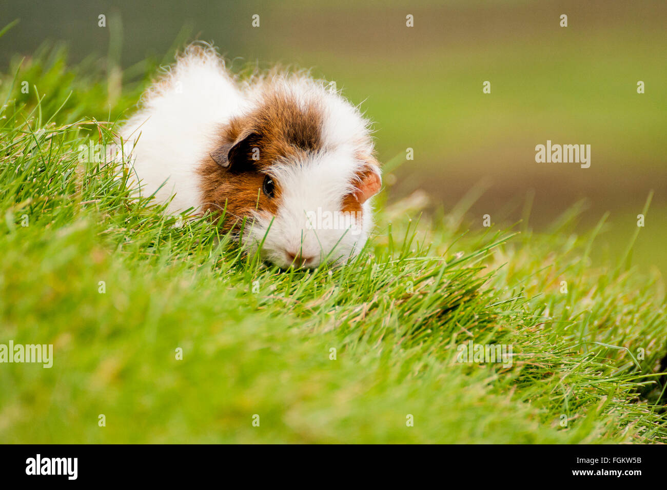 La cavia è anche noto come cavy e popolare è un pet in Gran Bretagna. Essi sono stati usati in esperimenti biologici dal XVII Foto Stock