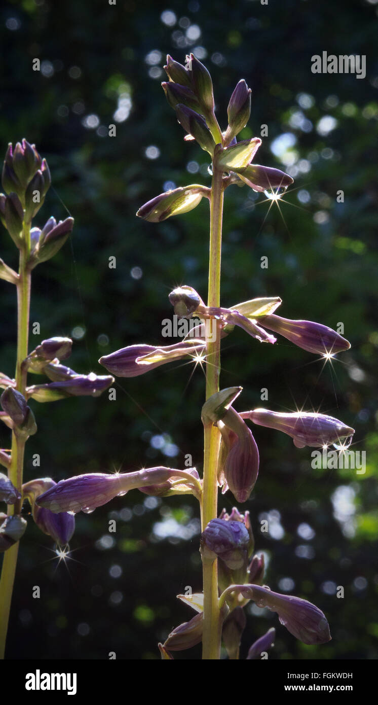 Sole che splende attraverso le gocce di pioggia sulla Hosta di fiori. Foto Stock