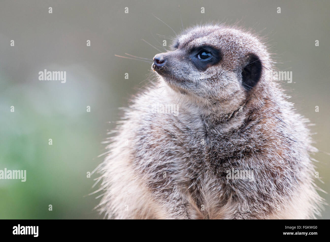 Parte della famiglia mangusta, meerkats vivere in tutta l Africa. Lo stato di conservazione di almeno preoccupazione Foto Stock