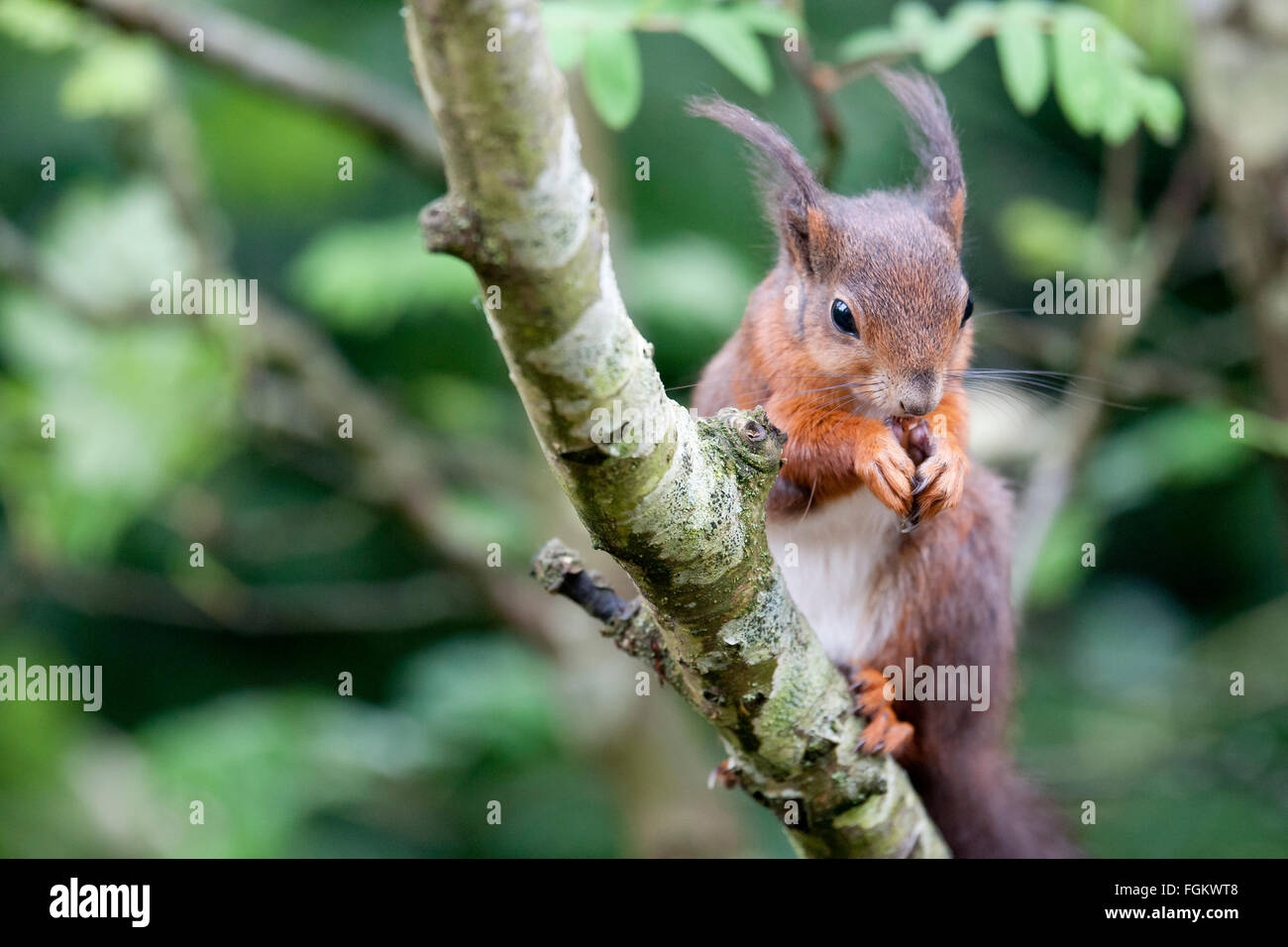 Ritratto di uno scoiattolo rosso. Essi sono il Regno Unito nativo di scoiattolo Foto Stock