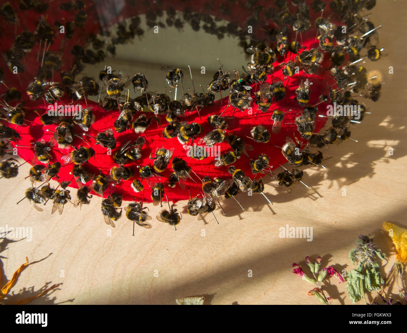 Api morto imperniato ad un perno del cuscino in una mostra d'arte Foto Stock