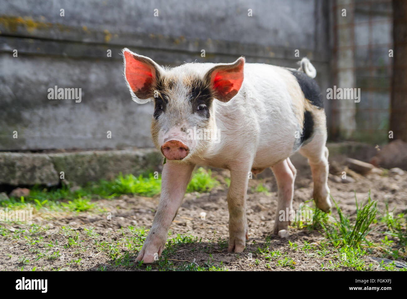 Felice pezzata nera piglet in erba Foto Stock