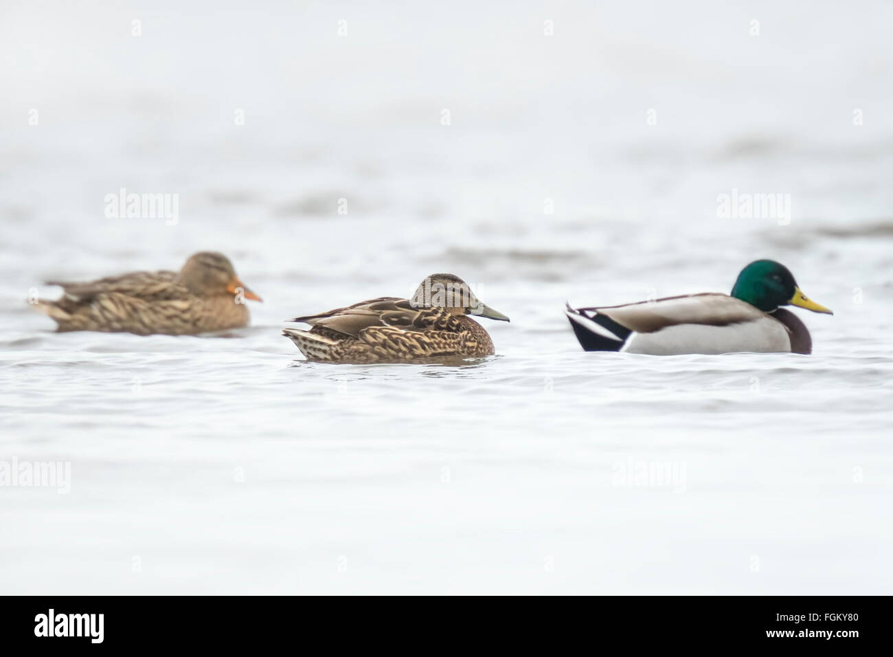 Tre le anatre bastarde Anas platyrhynchos, nuotare sulla superficie dell'acqua nella stagione invernale. Foto Stock